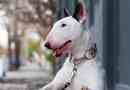 Bull terrier - plus i minusy rasy